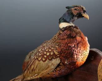2pc Taxidermy Ring-Necked Pheasant Duo	16x36x8in	289024
