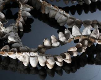 Vintage Silk Moth Cocoon Leg Rattles Native Mayo Indians	40in long 	196171
