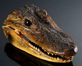 Mini Real Alligator Head Taxidermy	2x3x5.5in	196250
