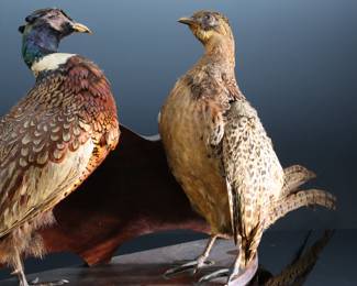 2pc Taxidermy Ring-Necked Pheasant Duo	16x36x8in	289024
