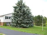 Beautiful Blue Spruce outside Trilevel Country Home for sale by RE/Max