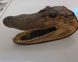 Small Alligator Head (it's REAL!)