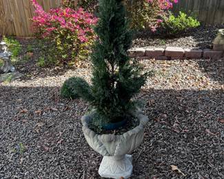 Concrete Pot w/ Evergreen 