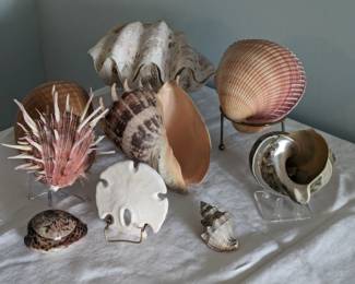 Collector Sea Shells