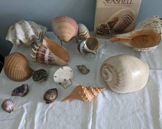 Rare Shells
