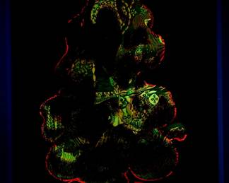 Shown under a blacklight, another overprint of "She" copyright 1969 by Celestial Arts, CA33, screen-print blacklight poster