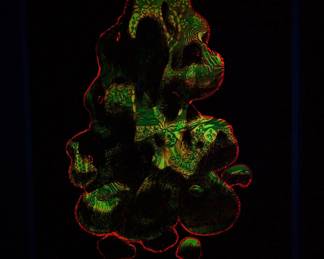 Shown under a blacklight, a different overprint of "She" copyright 1969 by Celestial Arts, CA33, screen-print blacklight poster