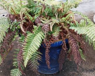 Outdoor pots and plants