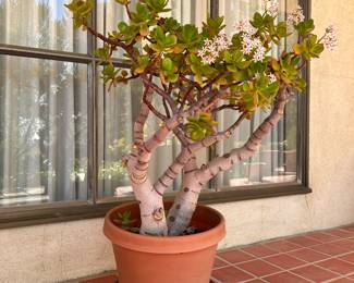 Jade Plant