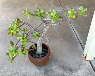 Jade Plant