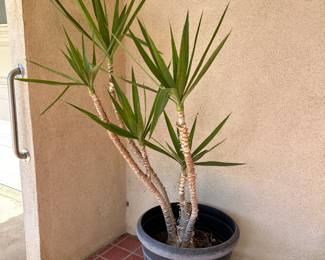 Spineless Yucca Plant