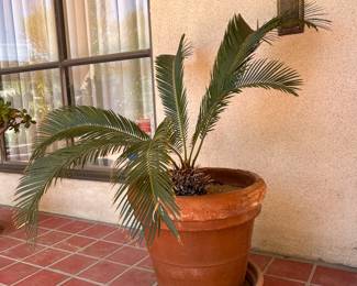 Sago Palm