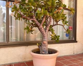 Jade Plant