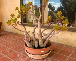 Jade Plant
