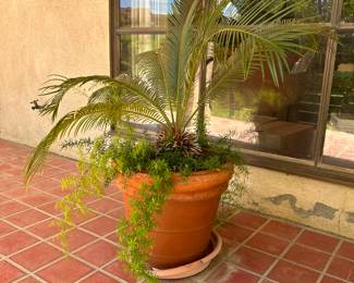 Sago Palm