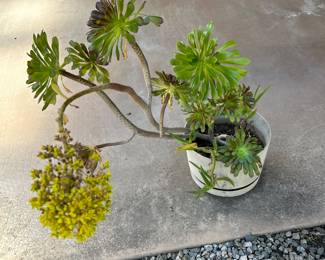 Aeonium or Irish Rose Plant