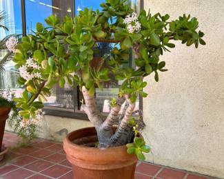 Jade Plant