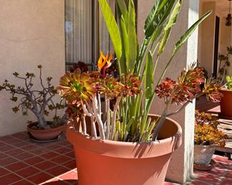 Bird of Paradise Plant