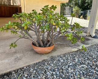 Jade Plant