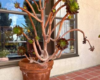 Aeonium or Irish Rose