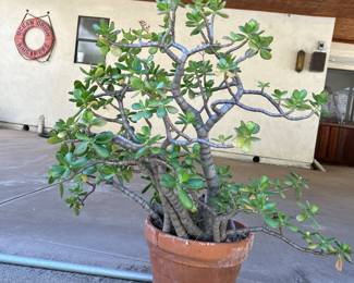 Jade Plant