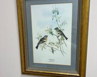 Framed bird art
