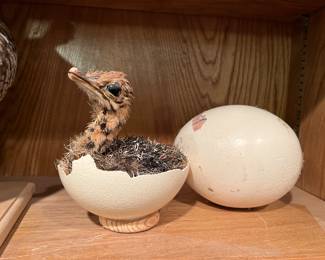 taxidermy ostrich in shell