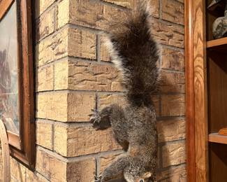 taxidermy stuffed squirrel 