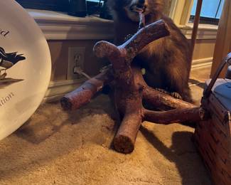 taxidermy stuffed badger(?)