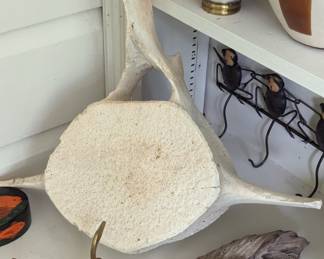 Whale Vertebrae 