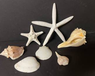 Sea shell collection #1,  was $12, NOW $10