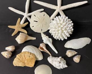 Sea Shell Collection #2,  was $24, NOW $16