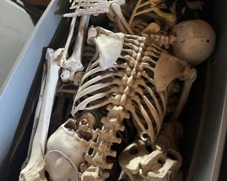 Lots of Halloween bones 
Plastic of course 