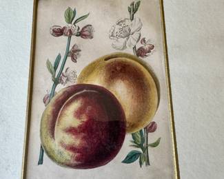 Antique botanical fruit prints                                                                    image size 63/4"h x 4 1/4"w 