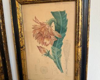 4  botanical prints after Maubert                                              frame size    8"h x 8.5"w