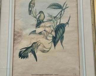 Antique ornithological print