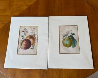 Antique botanical fruit prints                                                                    image size 63/4"h x 4 1/4"w 