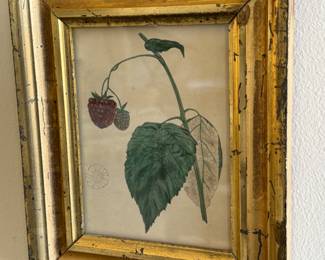 Raspberry botanical print                                    8.25"h x 7"w