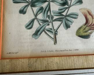 Curtis hand colored engraving c.1800                                                frame size 17" x 13" 