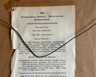 Curtis hand colored engraving c.1800