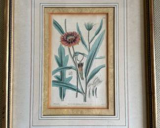 Curtis hand colored engraving c.1800                                                frame size 17" x 13" 