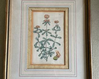 Curtis hand colored engraving c.1800                                                frame size 17" x 13" 