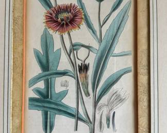 Curtis hand colored engraving c.1800                                                frame size 17" x 13" 