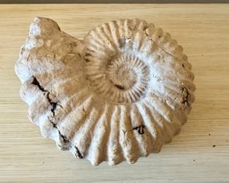 Ammonite        7" x 6" x 2.75"