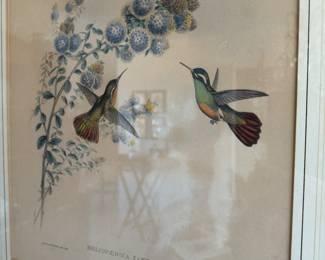 Pr.  Gould & Richter hummingbird prints                              22"h x 18" w framed