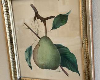 Botanical print pear                                             8"h x 7"w