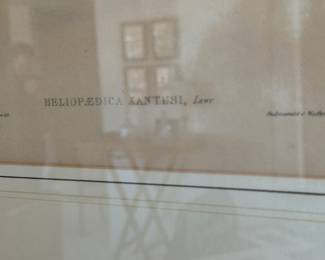 Pr.  Gould & Richter hummingbird prints                              22"h x 18" w framed