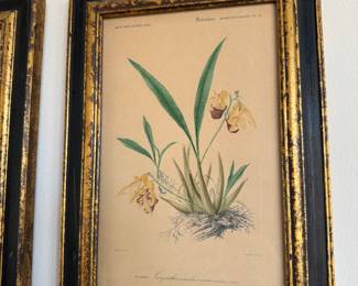 4  botanical prints after Maubert                                              frame size    8"h x 8.5"w