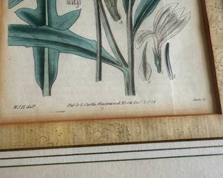 Curtis hand colored engraving c.1800                                                frame size 17" x 13" 