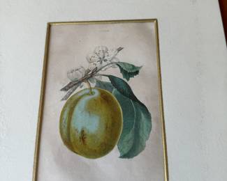 Antique botanical fruit prints                                                                    image size 63/4"h x 4 1/4"w 